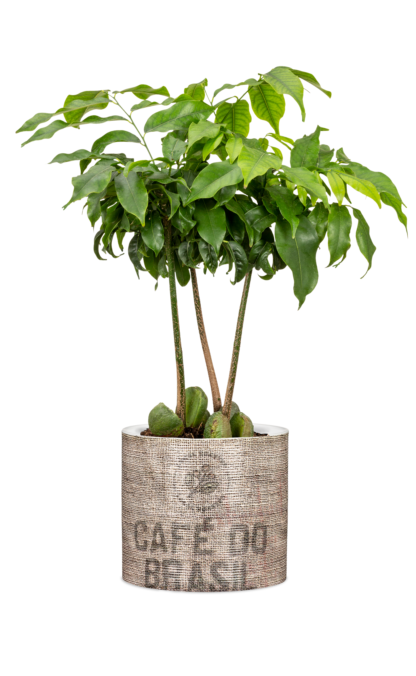Juta Pots