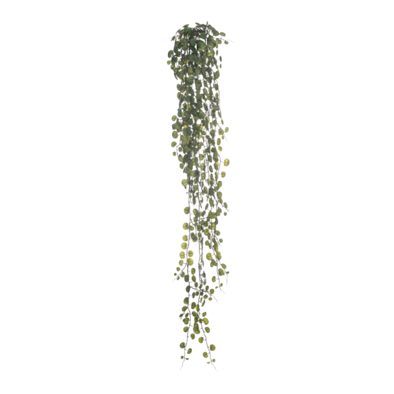 Hanging green plant 
