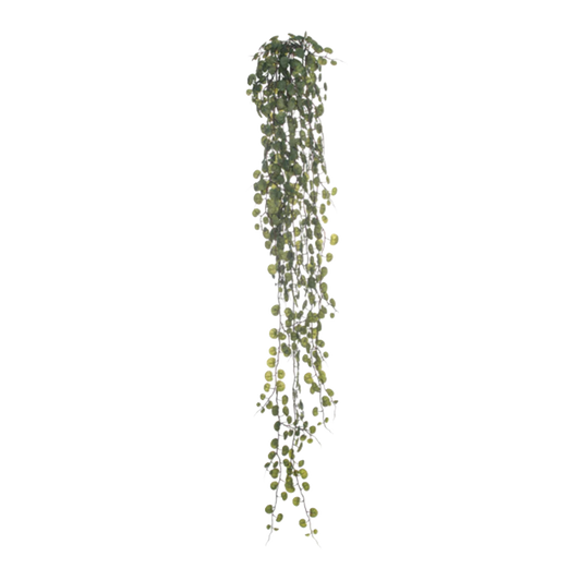 Hanging green plant 