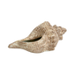 Decorative shell 