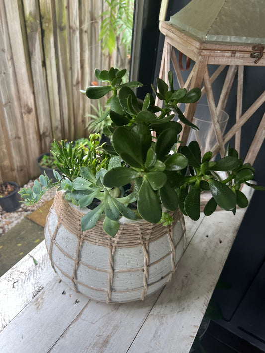 Planter Rattan & White with Succulents ready to go