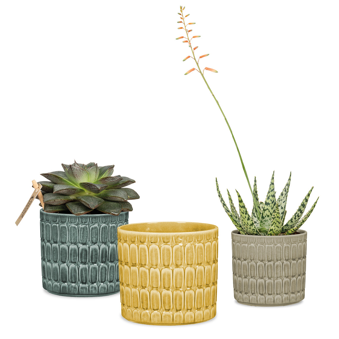 Lagom Indoor Pot 16cms