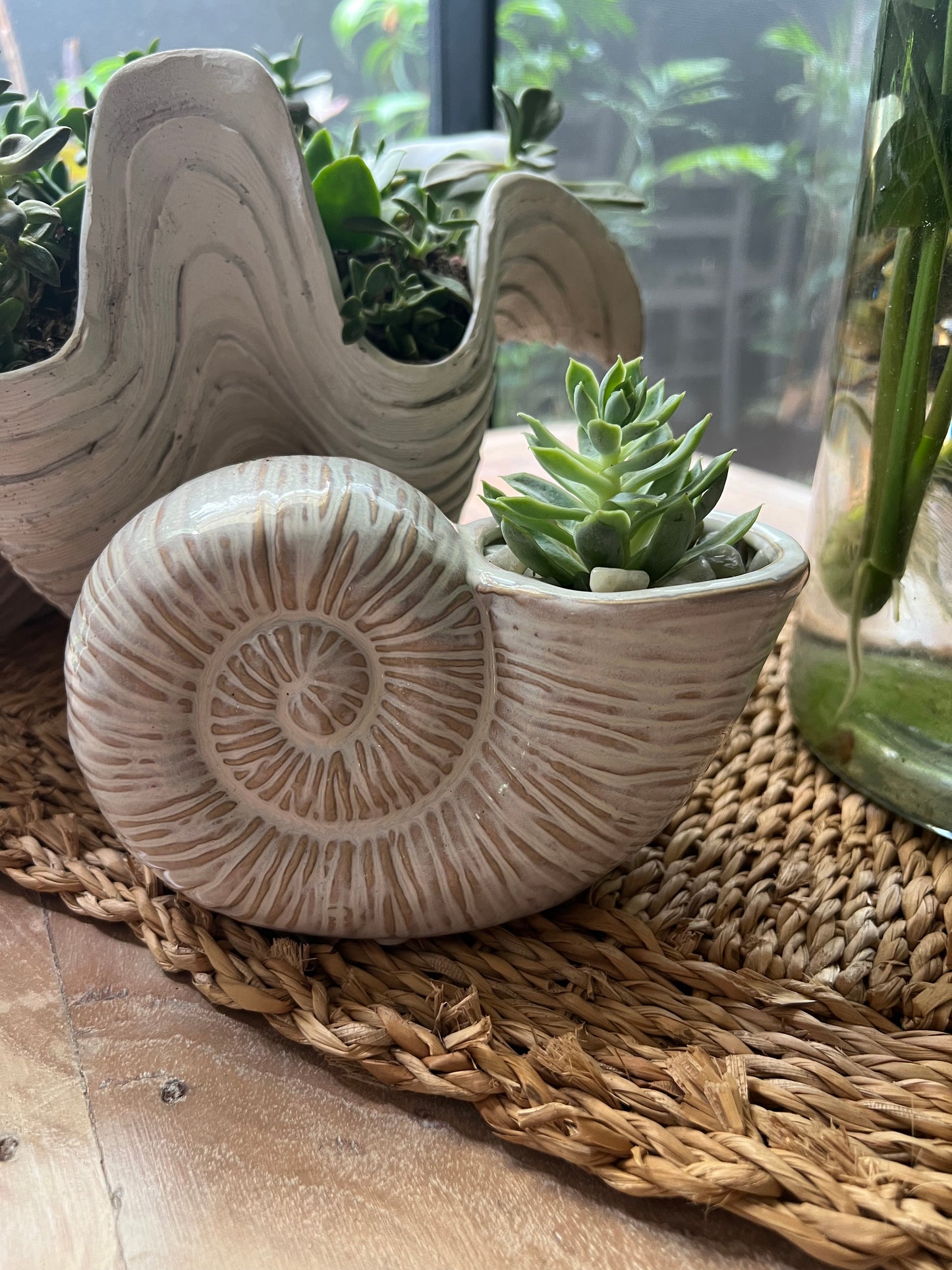 Planter Shell with Succulent ready to Go ❤️