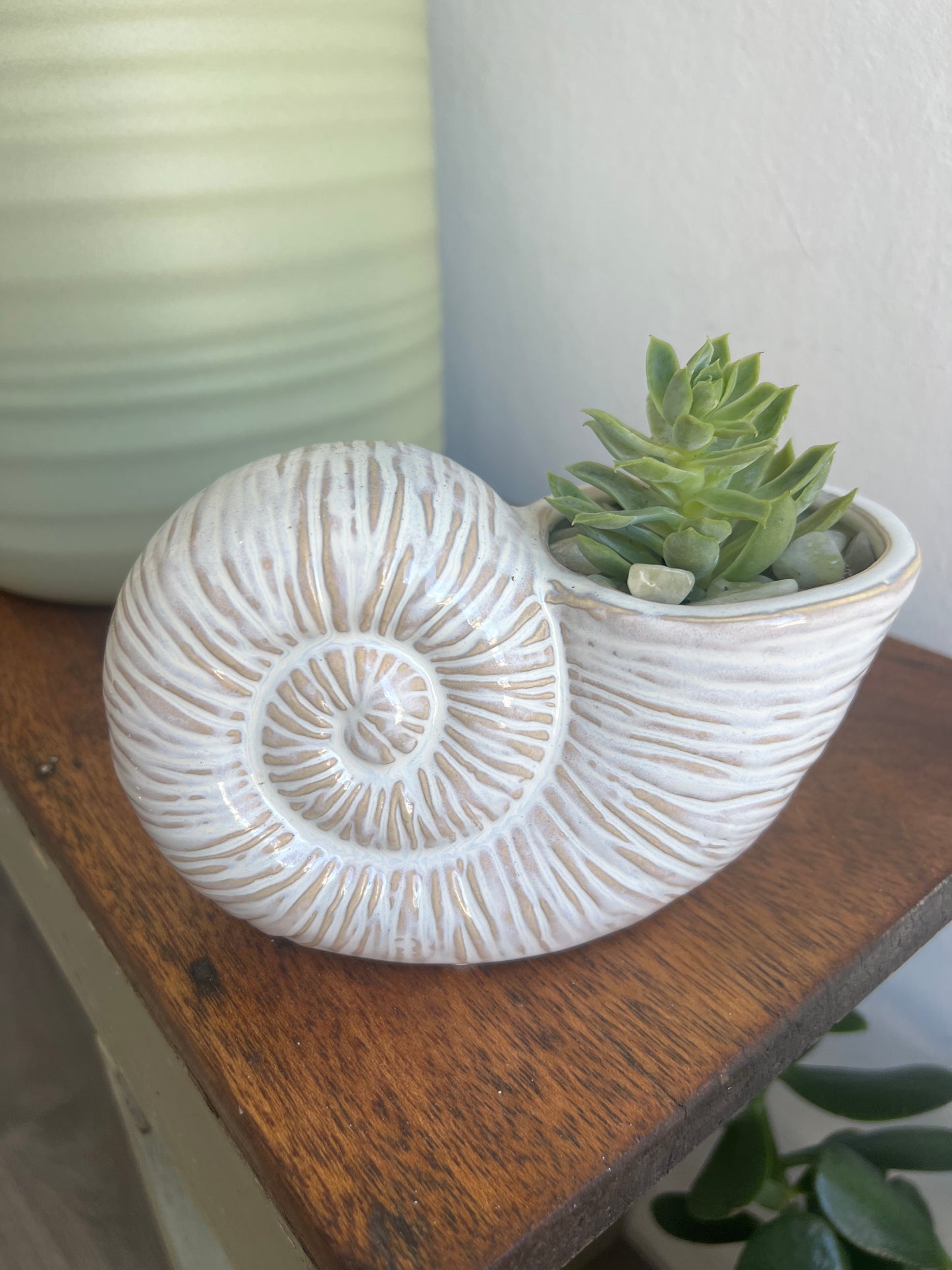 Planter Shell with Succulent ready to Go ❤️