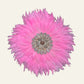 Round pink feather and shell Juju wall hanging with natural spiral shell centrepiece.