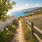 Pathway leading to a scenic coastal view with a lemon tree on the left.