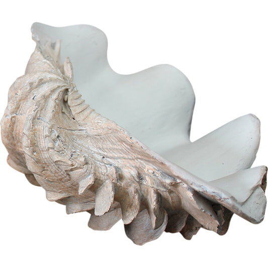 Clam Shell Natural Medium