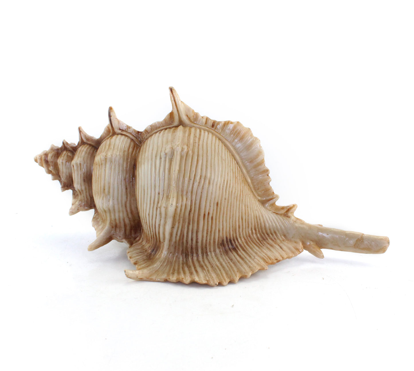 Murex Sea Shell