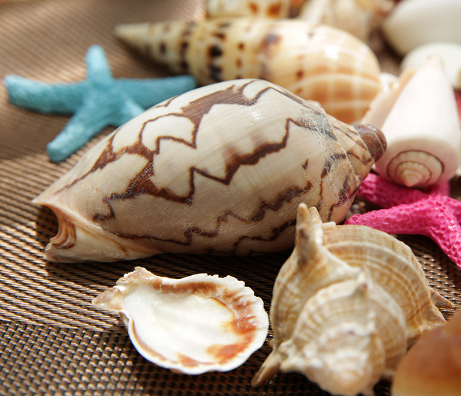 Seashells - Large Pack B
