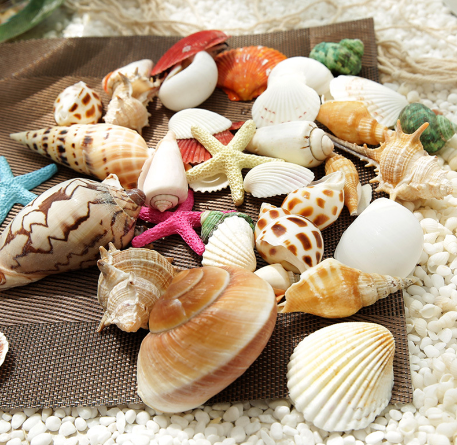 Seashells - Large Pack B