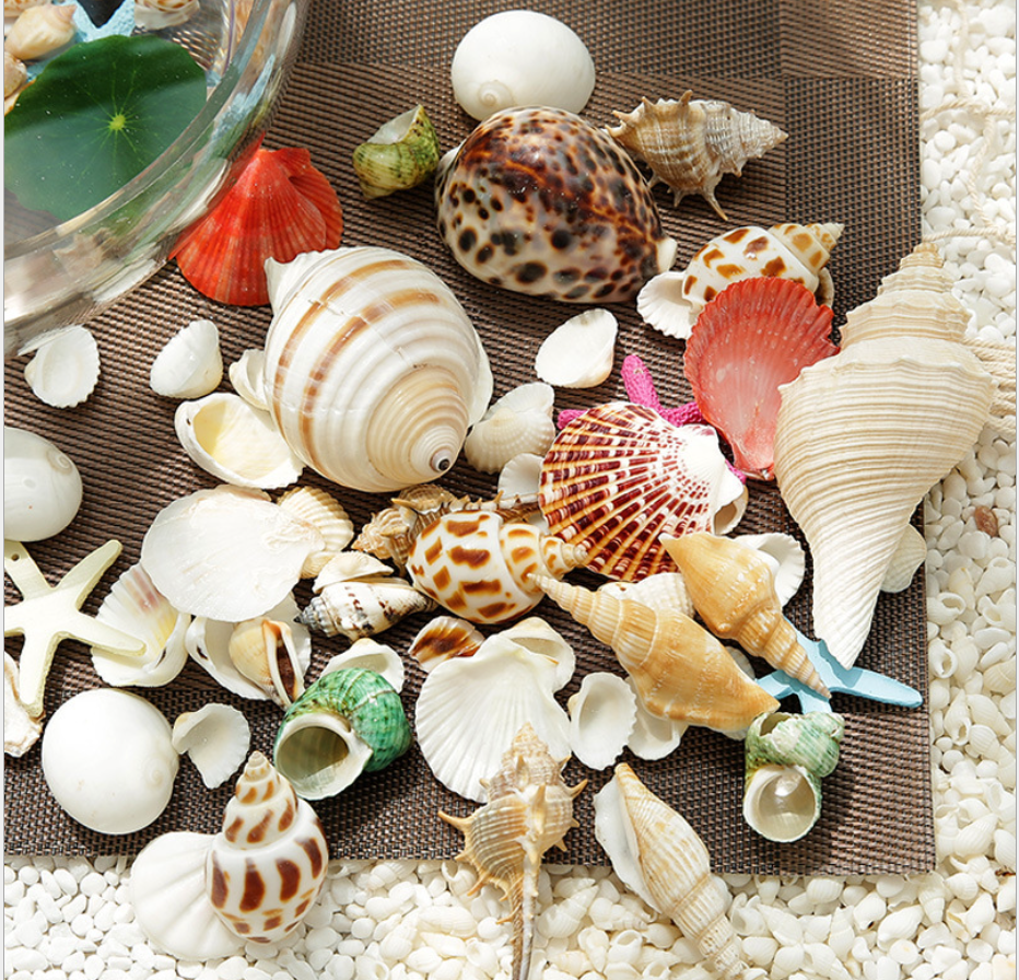 Seashells Large Pack